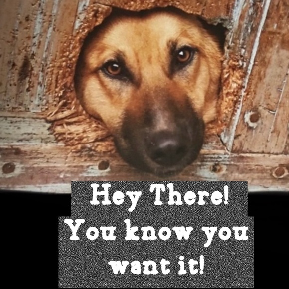 THE SAFE DOG HANDBOOK by Melodie  Monteiro spiral-bound hardback EUC - Picture 12 of 12